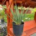 Yucca filamentosa – výška 30-50 cm, kont. C15L (-30°C)